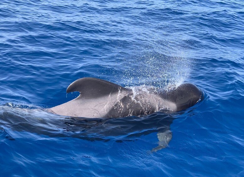 Picture 3 for Activity Puerto Colon : Whale & Dolphins Sailing Excursion