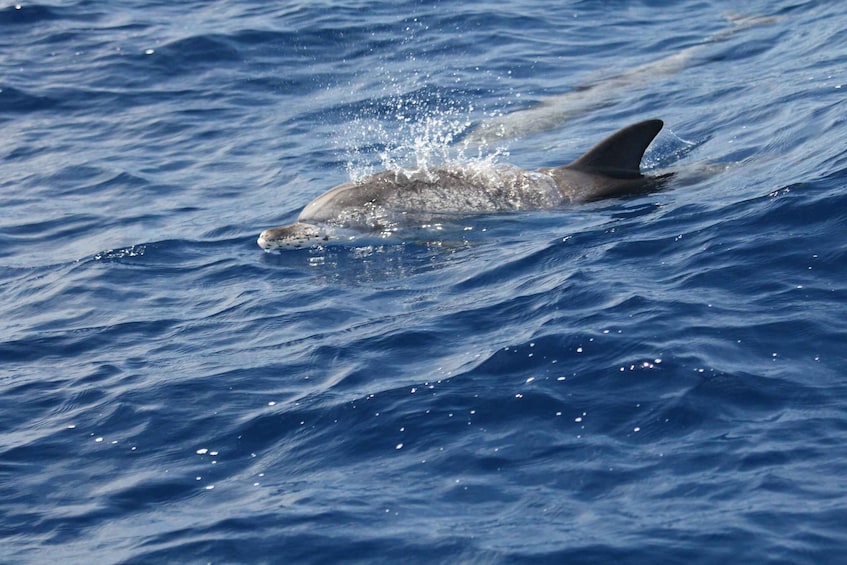 Picture 2 for Activity Puerto Colon : Whale & Dolphins Sailing Excursion