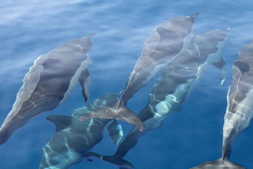 Picture 9 for Activity Puerto Colon : Whale & Dolphins Sailing Excursion