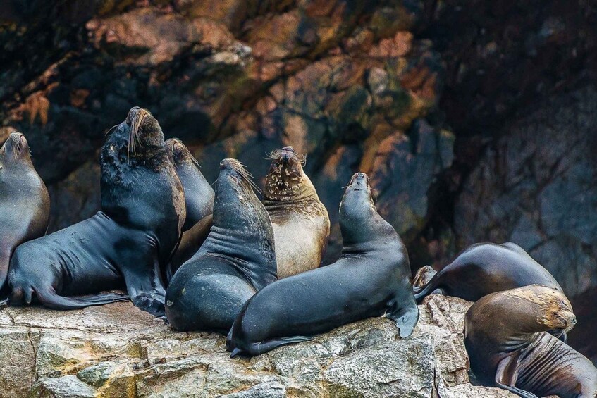 Picture 9 for Activity Islas Ballestas Boat Tour - The Galapagos of Peru