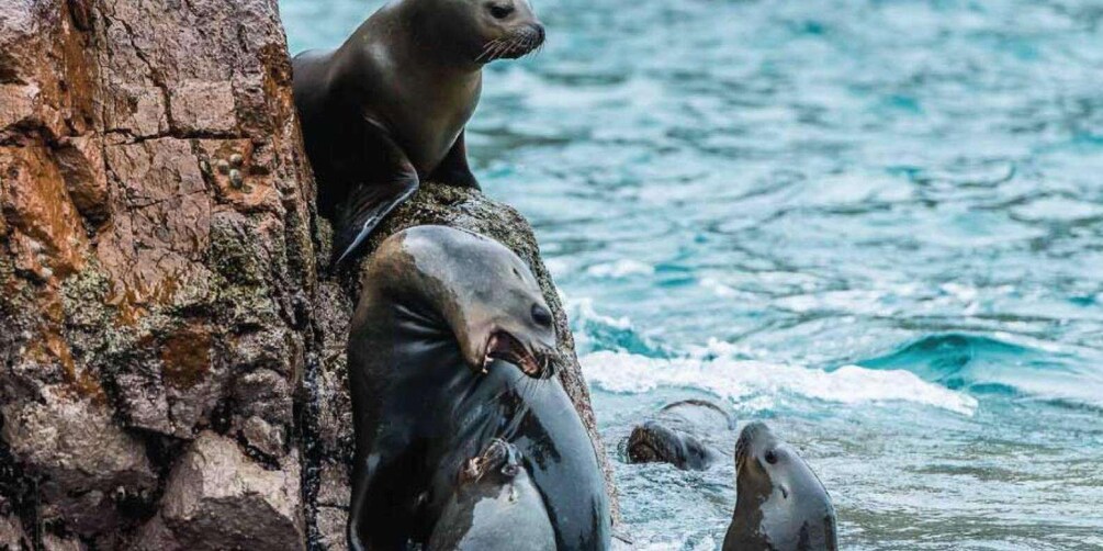 Picture 7 for Activity Islas Ballestas Boat Tour - The Galapagos of Peru