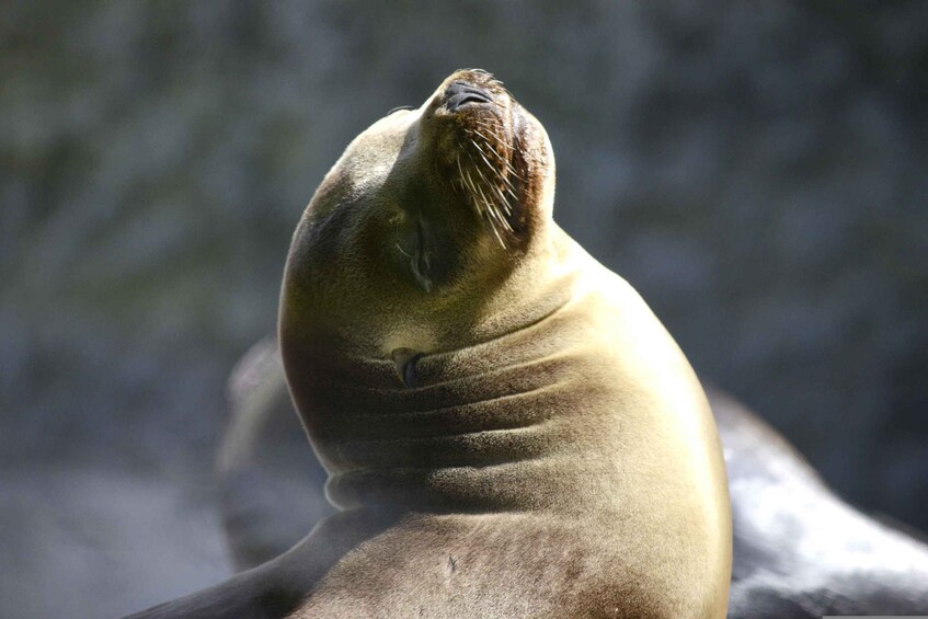 Islas Ballestas Boat Tour - The Galapagos of Peru