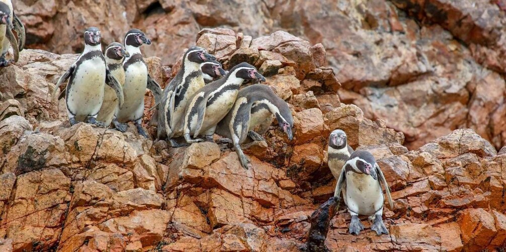 Picture 6 for Activity Islas Ballestas Boat Tour - The Galapagos of Peru