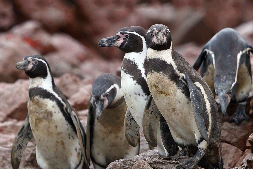 Picture 8 for Activity Islas Ballestas Boat Tour - The Galapagos of Peru