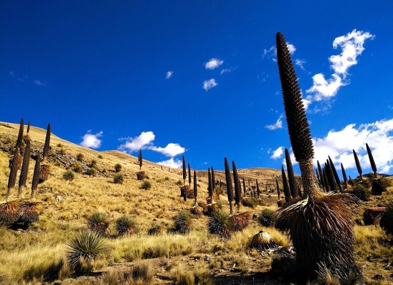 Picture 9 for Activity From Huaraz || Pastoruri and Puyas Raymondi Snowy Tour ||