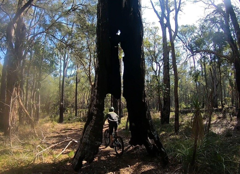 Picture 11 for Activity Margaret River: Mountain Bikes & Brews Small Group Tour