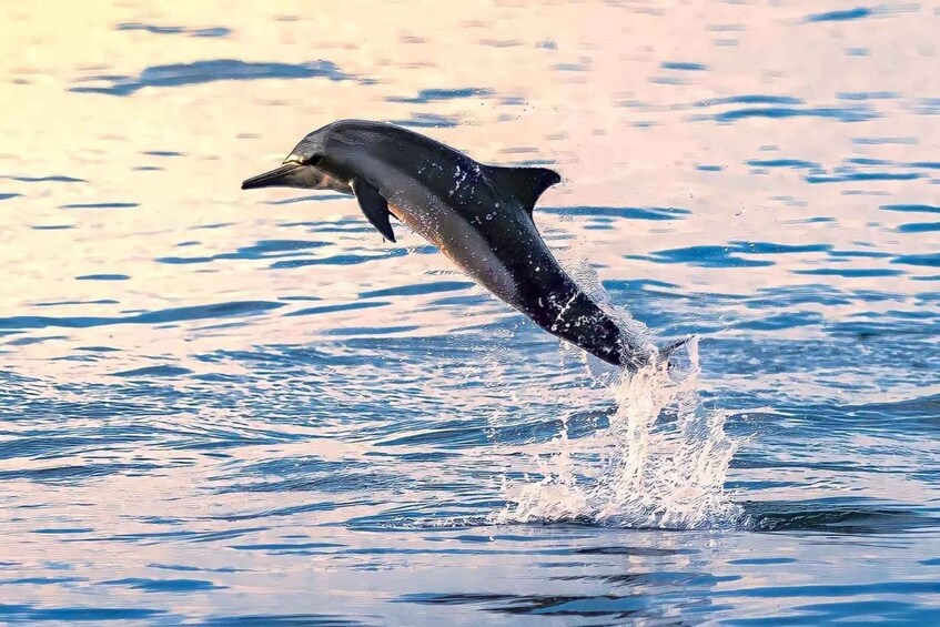 Picture 1 for Activity Dolphin Watching