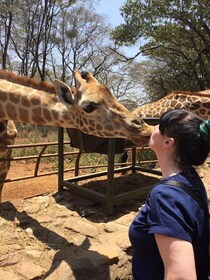 Nairobi: Elefantenwaisenhaus, Perlenfabrik, Giraffenzentrum