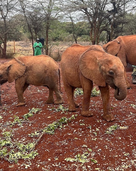 Picture 14 for Activity Nairobi: Elephant Orphanage, Beads Factory , giraffe center