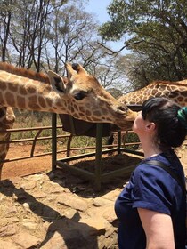 ナイロビ：象の孤児院、ビーズ工場、キリンセンター