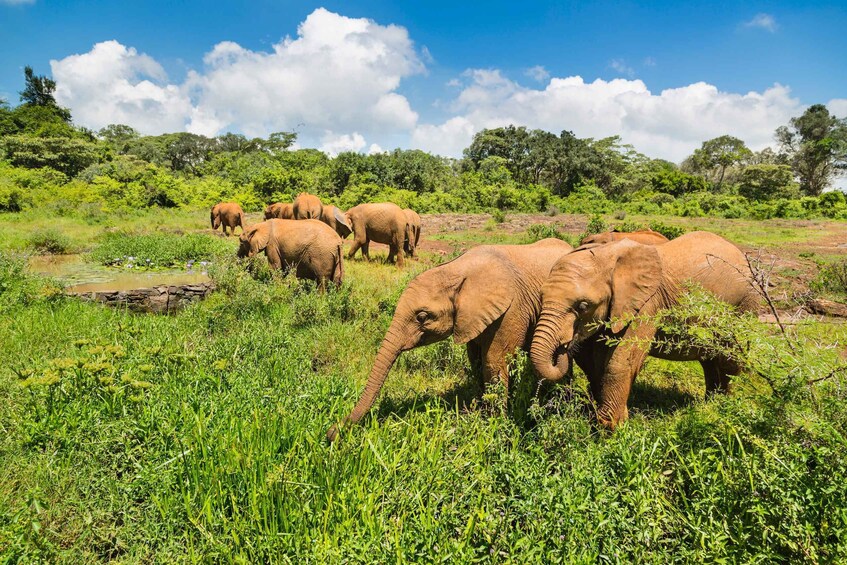 Picture 3 for Activity Nairobi: Elephant Orphanage, Beads Factory , giraffe center