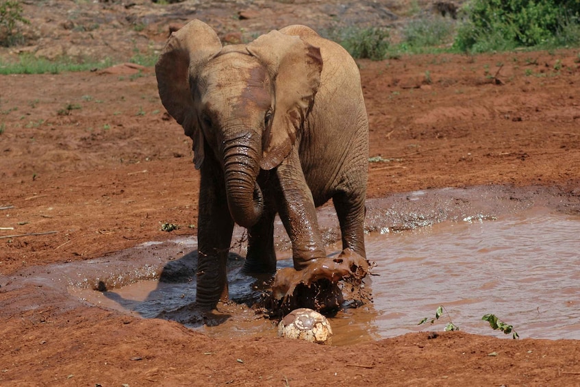 Picture 6 for Activity Nairobi: Elephant Orphanage, Beads Factory , giraffe center