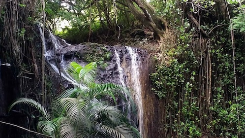 Saint Lucia: La Tille Falls Visit and Fish Foot Massage