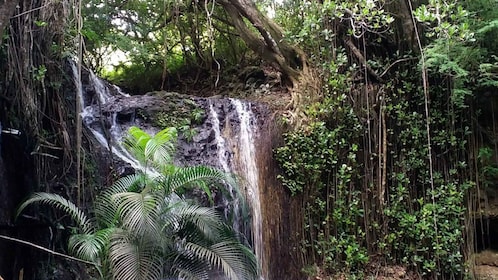 Saint Lucia: La Tille Falls Visit and Fish Foot Massage