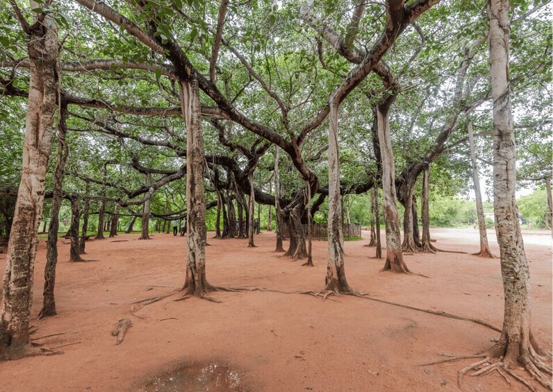 Picture 4 for Activity Auroville Guided Walking Tour