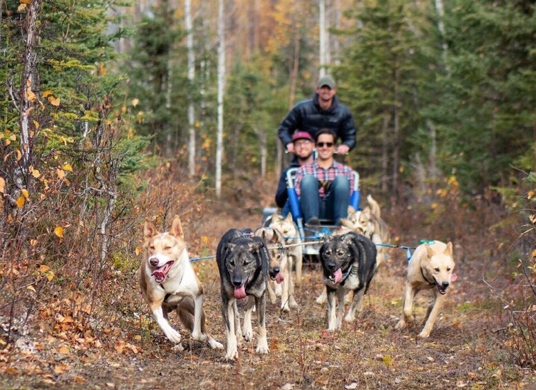 Willow: Summer Dog Sledding Ride in Alaska