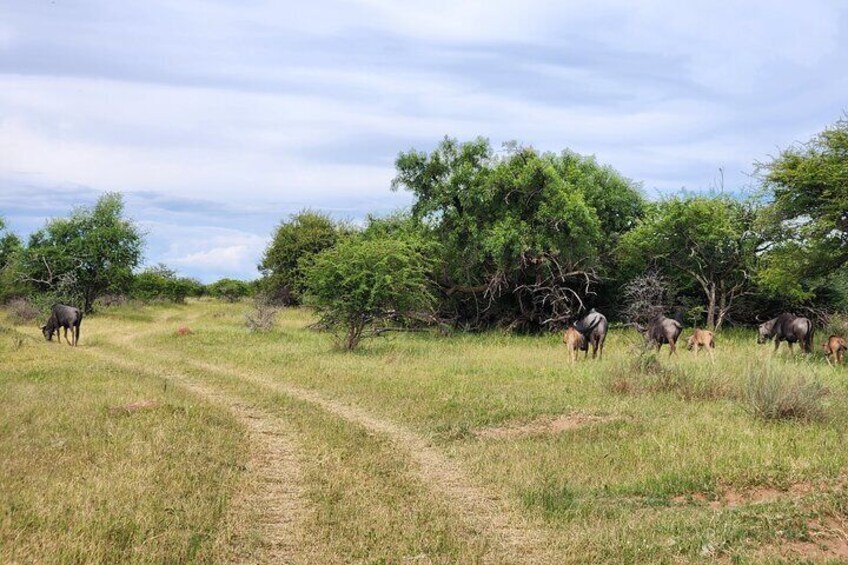 Wildebeests and Impalas grazing away.