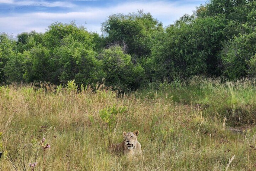 Safari Game Drive - Dinokeng Game Reserve 