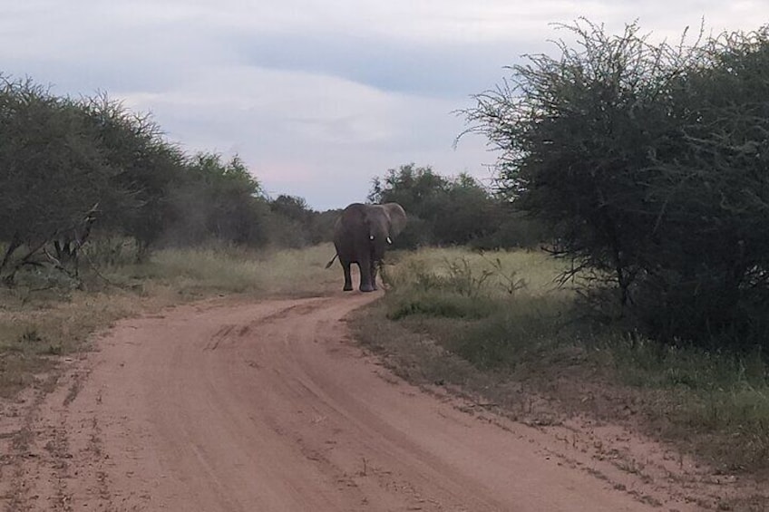 A male young elephant walking on his own.