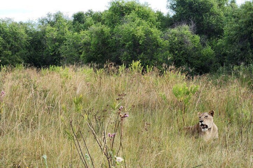 Lioness resting during the day.