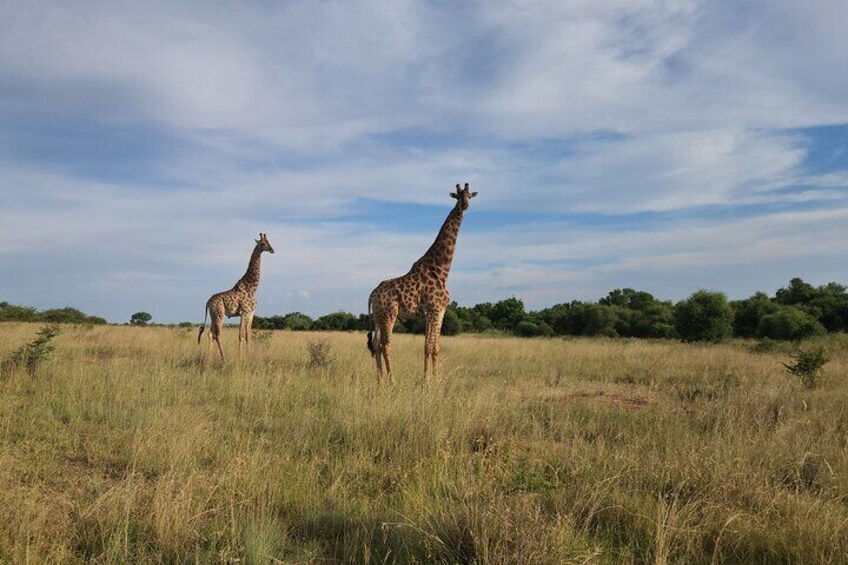 These beautiful Giraffes gave us a show.