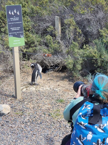 Picture 2 for Activity From Punta Madryn: Punta Tombo Shore Excursion with Lunch