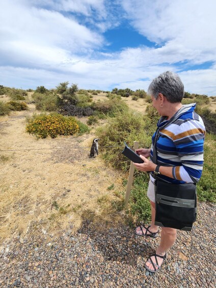 Picture 1 for Activity From Punta Madryn: Punta Tombo Shore Excursion with Lunch