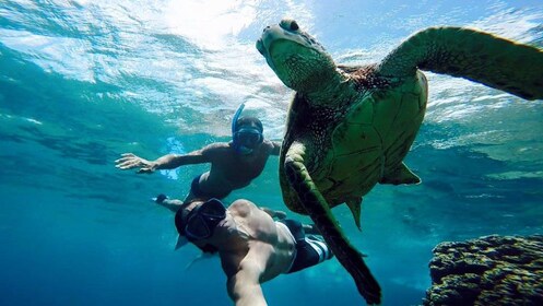 Vieques Island Snorkeling & Beach Tour