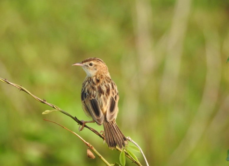 Picture 1 for Activity Birdwatching in Kochi