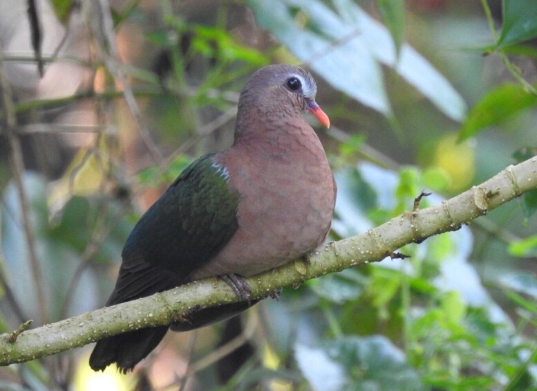 Picture 3 for Activity Birdwatching in Kochi