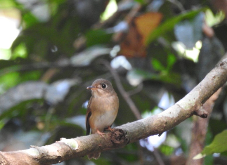 Picture 5 for Activity Birdwatching in Kochi