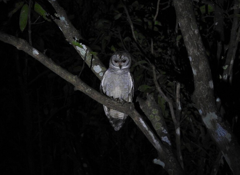 Birdwatching in Kochi