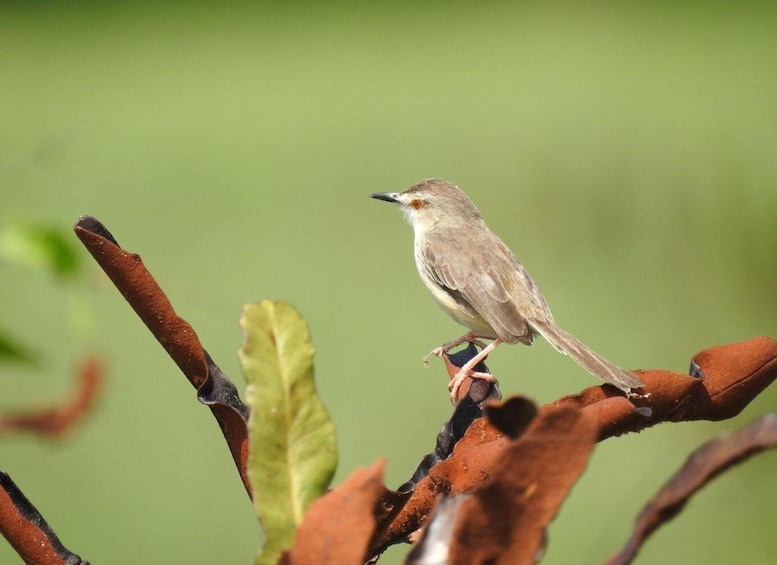 Picture 4 for Activity Birdwatching in Kochi