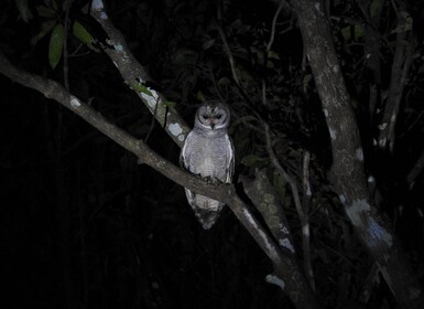 Kochi Birdwatching Tour