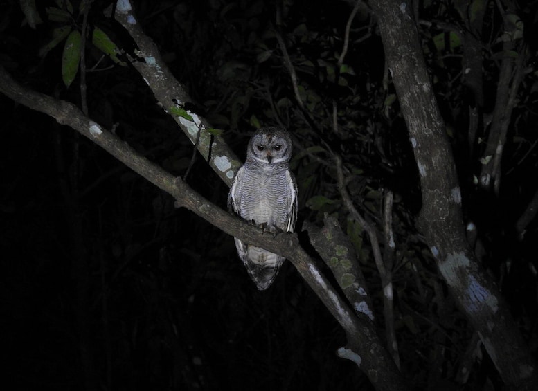 Birdwatching in Kochi