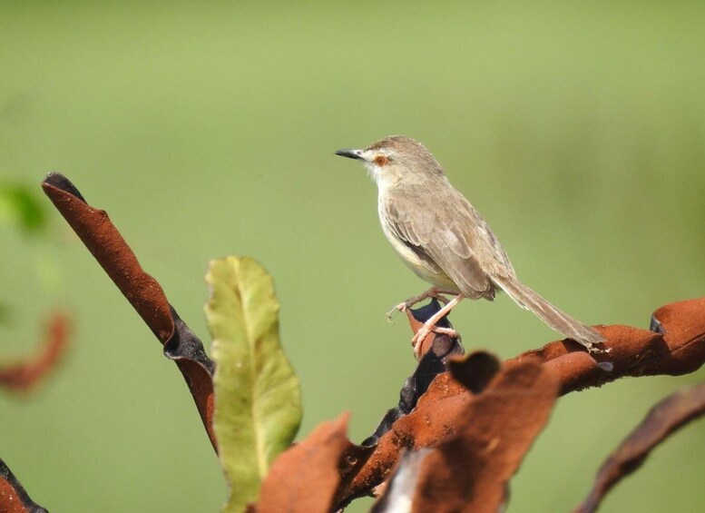 Picture 4 for Activity Birdwatching in Kochi