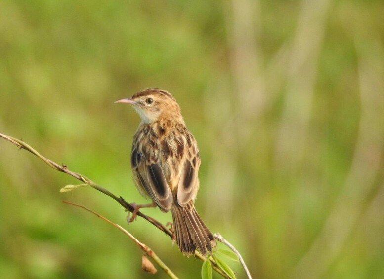 Picture 1 for Activity Birdwatching in Kochi