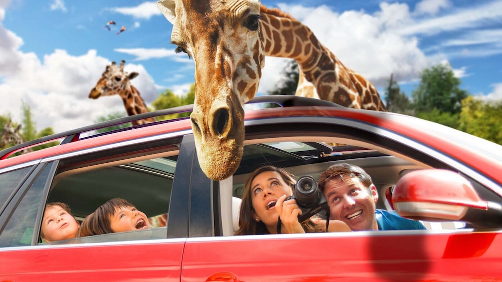 Visit Africam Safari Park, The Great Adventure!