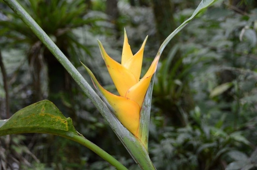 El Yunque Rainforest Guided Hiking with Waterfall Tour