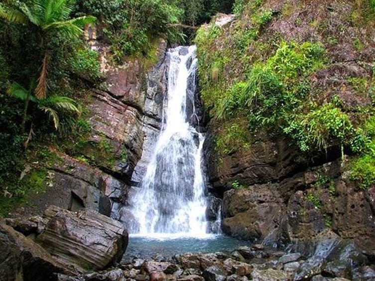 El Yunque Rainforest Guided Hiking with Waterfall Tour
