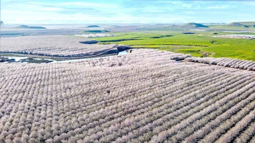 Almond Bloom Adventure: Nature's Art - Audio Driving Tour