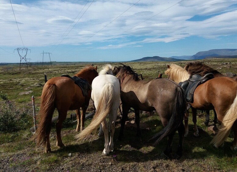 Picture 4 for Activity Reykjavik: Silfra Snorkel Tour and Horse Ride with Photos