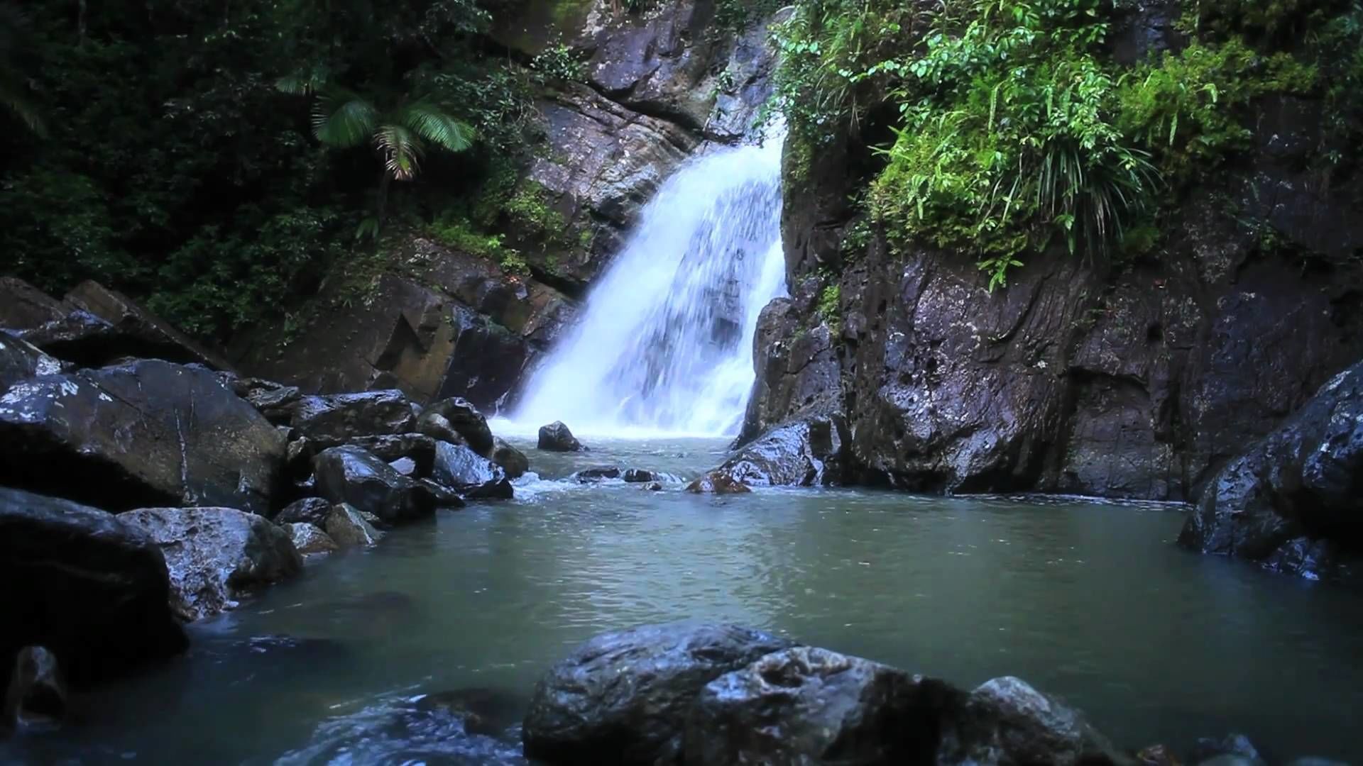 El yunque rainforest guided 2025 hiking with waterfall tour