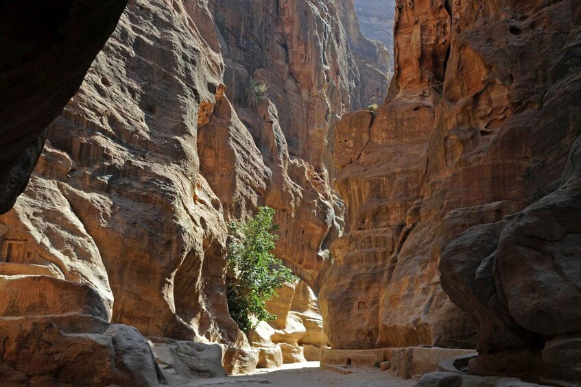 Picture 10 for Activity From Amman: Private Day Tour to Petra & Wadi Rum