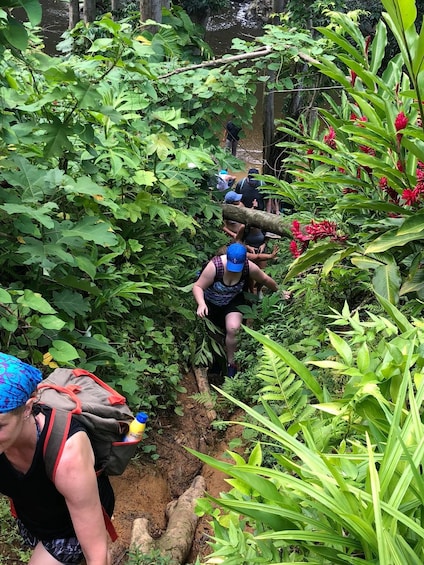 El Yunque National Forest Tour