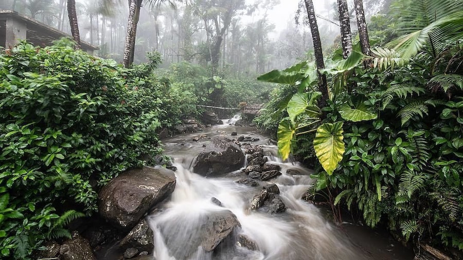 El Yunque National Forest Half Day Tour