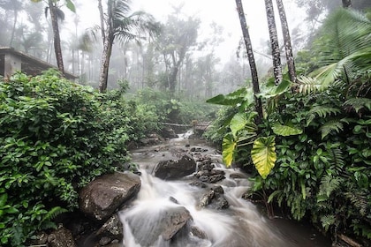 ทัวร์ครึ่งวันป่าสงวนแห่งชาติ El Yunque