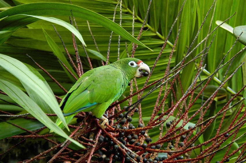 Green bird at the El Yunque National Forest 
