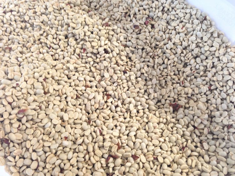 Show item 3 of 8. White coffee beans in Puerto Rico