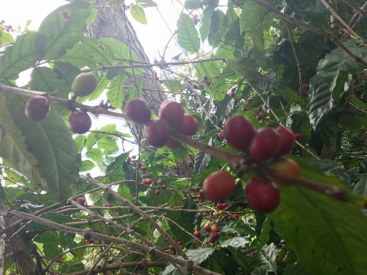 Show item 4 of 8. Coffee berries growing at a plantation in Puerto Rico